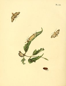 Surinaamsche vlinders